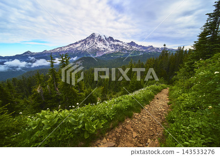 Mount Rainier Wilderness Trail and Wildflower Meadow in Washington Forest Mount Rainier Wilderness Trail and Wildflower Meadow in Washington Forest 143533276
