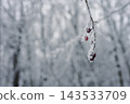 Winter branches with red berries 143533709