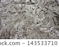 Icy branches in winter forest in forest 143533710