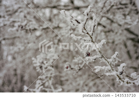 Icy branches in winter forest in forest Icy branches in winter forest in forest 143533710