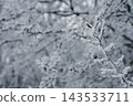Icy branches in winter forest in forest 143533711