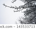 Icy branches in winter forest in forest 143533713
