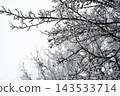 Icy branches in winter forest 143533714