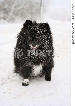 Black dog spitz in snow Black dog spitz in snow 143533725