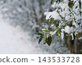 Snow covered green leaves on branch 143533728