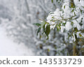 Snow covered green leaves on branch 143533729