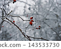 Winter branches with red berries 143533730