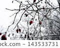 Winter branches with red berries 143533731