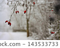 Snowy branches with red berries 143533733
