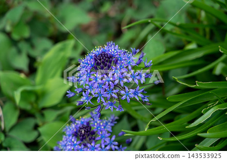 美麗的藍紫色花朵簇盛開 美麗的藍紫色花朵簇盛開 143533925