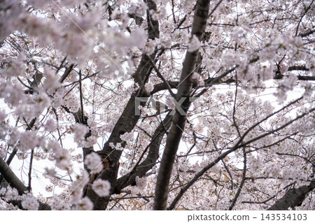 櫻花盛開，一隻鴿子棲息在樹枝上。 143534103