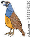 cartoon quail bird wild animal character 143534130
