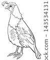 cartoon quail bird wild animal character coloring page 143534131
