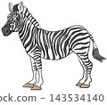 funny cartoon zebra wild animal character 143534140