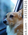 一隻柯基犬在車上等主人回來。 143534216