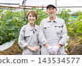A senior couple harvesting fruit 143534577