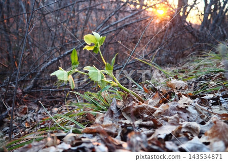 Helleborus odorus, fragrant hellebore. Perennial herbaceous plant Ranunculaceae family. Nodding, actinomorphic flowers, pale green petaloid sepals, distinct venation, numerous yellow-green stamens. Helleborus odorus, fragrant hellebore. Perennial herbaceous plant Ranunculaceae family. Nodding, actinomorphic flowers, pale green petaloid sepals, distinct venation, numerous yellow-green stamens. 143534871