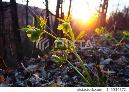 Helleborus odorus, fragrant hellebore. Perennial herbaceous plant Ranunculaceae family. Nodding, actinomorphic flowers, pale green petaloid sepals, distinct venation, numerous yellow-green stamens. Helleborus odorus, fragrant hellebore. Perennial herbaceous plant Ranunculaceae family. Nodding, actinomorphic flowers, pale green petaloid sepals, distinct venation, numerous yellow-green stamens. 143534872