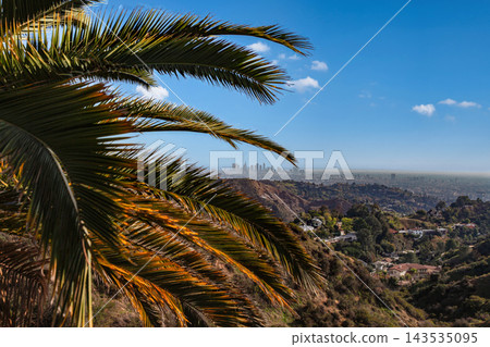 Los Angeles Downtown Skyline View Framed by Palm Tree Leaves Los Angeles Downtown Skyline View Framed by Palm Tree Leaves 143535095