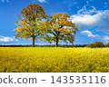 Vibrant Yellow Rapeseed Field with Autumn Trees Under Blue Sky in European Countryside 143535116