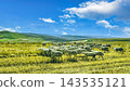 Flock of Sheep Grazing on Green Grassland Under Blue Sky 143535121