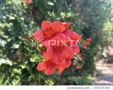 Beautiful blossom Trumpet Vine (Campsis) Beautiful blossom Trumpet Vine (Campsis) 143535365