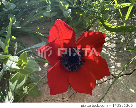 Spring bloom of anemones (Anemone coronaria) in the Negev Spring bloom of anemones (Anemone coronaria) in the Negev 143535366