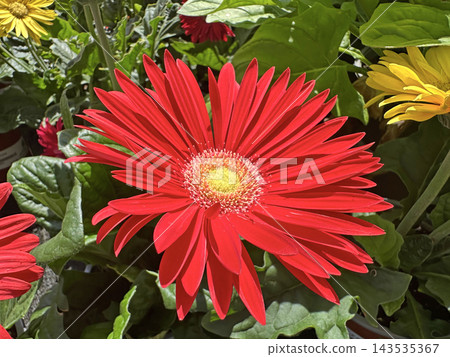 Gerbera Daisy (Gerbera jamesonii) Gerbera Daisy (Gerbera jamesonii) 143535367