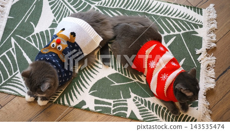 Fluffy feline companions sporting warm knitted pet apparel lounge comfortably side by side on green rug. Both cats model cute holiday animal fashion featuring reindeer and snowflake themes. 143535474