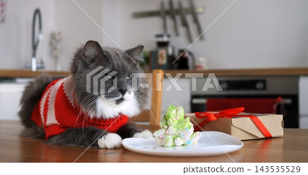 Fluffy grey cat wearing red sweater rests near festive marshmallow treat on table during holiday dining. Longhaired feline sits calmly in bright modern kitchen. sheremetyevo international airport 143535529