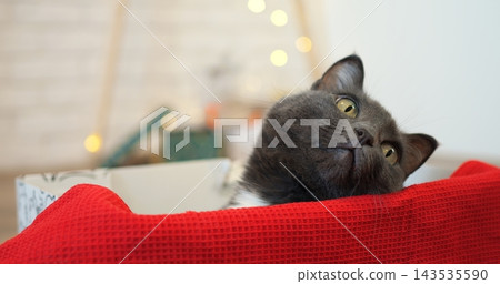 Grey cat rests inside cozy box lined with red blanket indoors. Curious feline tilts head upward with wide expressive eyes during festive holiday atmosphere. sheremetyevo international airport Grey cat rests inside cozy box lined with red blanket indoors. Curious feline tilts head upward with wide expressive eyes during festive holiday atmosphere. sheremetyevo international airport 143535590