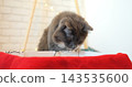 Domestic cat investigates open cardboard box with curious emotion inside bright cozy room. Fluffy feline looks downward near colorful red blanket during play. sheremetyevo international airport 143535600