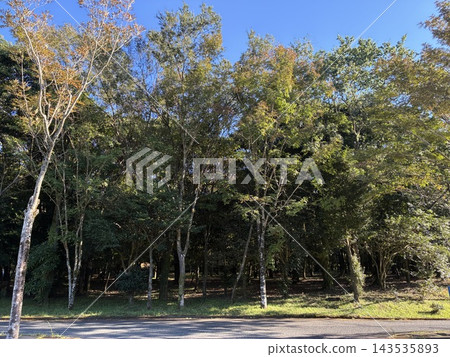 用新鮮的綠色包裹的公園的場面 用新鮮的綠色包裹的公園的場面 143535893