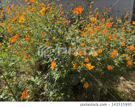 Orange cosmos in the garden 143535995