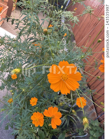 Flower garden Flower garden 143535997