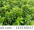A field of azalea leaves 143536037
