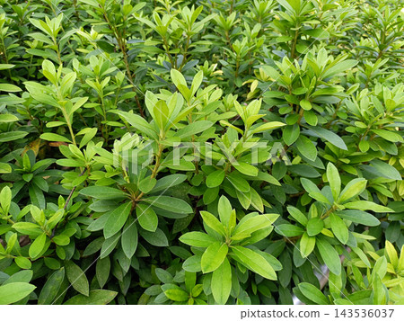 A field of azalea leaves A field of azalea leaves 143536037
