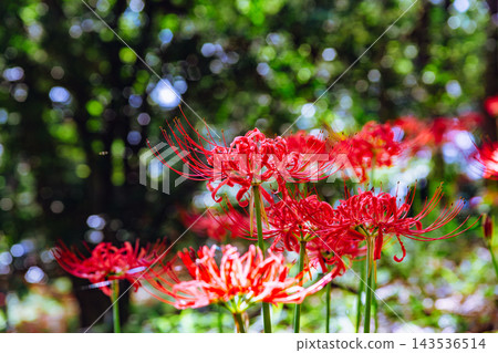 開花在森林裡的紅色簇孤挺花 143536514