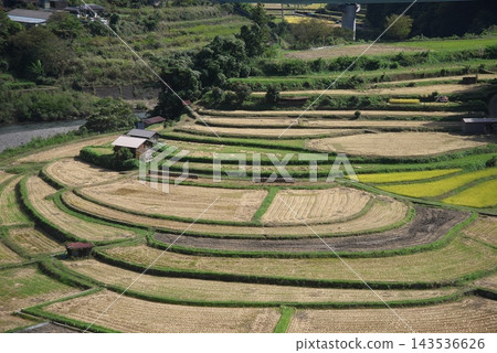 阿拉吉島梯田的秋景 阿拉吉島梯田的秋景 143536626