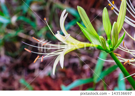 Red spider lily blooming in the autumn forest Red spider lily blooming in the autumn forest 143536697
