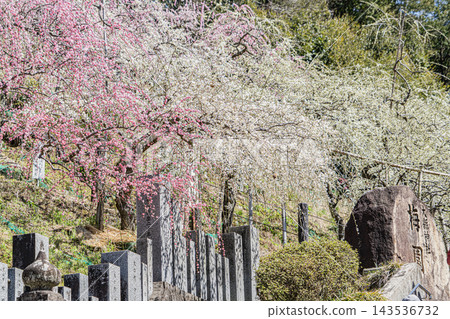 姬宮神社梅林景色 姬宮神社梅林景色 143536732