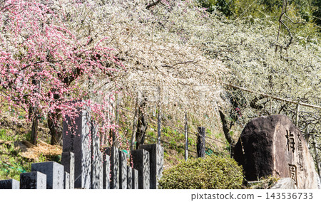 姬宮神社梅林景色 姬宮神社梅林景色 143536733