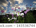 Cosmos illuminated by the sunset 143536744