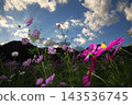 Cosmos cosmos shining in the autumn sky 143536745