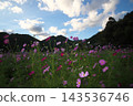 Cosmos illuminated by the sunset 143536746
