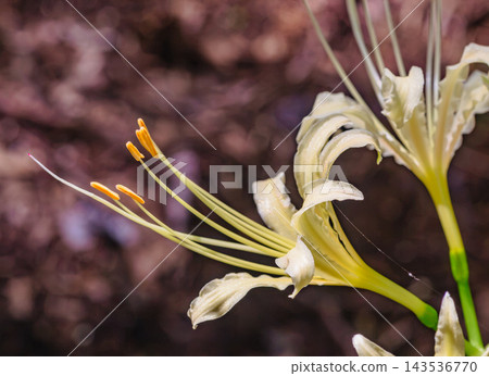 fiery white spider lilies fiery white spider lilies 143536770