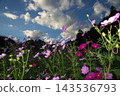 Under the autumn sky, cosmos flowers are blooming in the cosmos field. 143536793