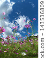 Cosmos cosmos shining in the autumn sky 143536809