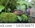 A Chinese crocodile peeking out from among moss and plants. 143536875