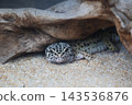 A leopard gecko peeking out from under a tree 143536876